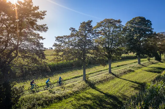 Eine Familie fährt mit Fahrrädern durch eine sonnige Weinbergslandschaft.