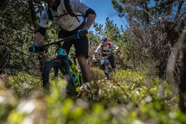Mehrere Mountainbiker fahren auf einem Trail durch niedrige Heidevegetation.