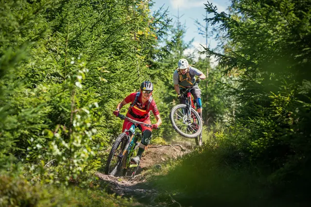 Zwei Mountainbiker folgen einem schmalen Trail durch jungen Fichtenwald.