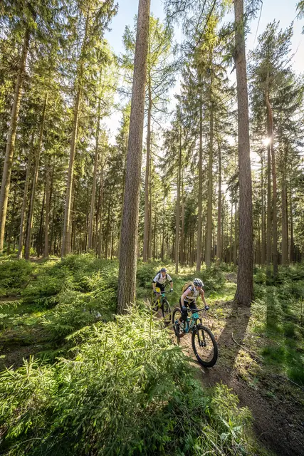 Mountainbiker fahren durch helles Gegenlicht auf einem Waldtrail.