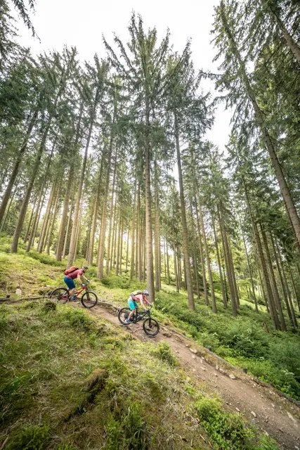 Zwei Mountainbiker folgen einem Trail durch einen sonnigen Wald.
