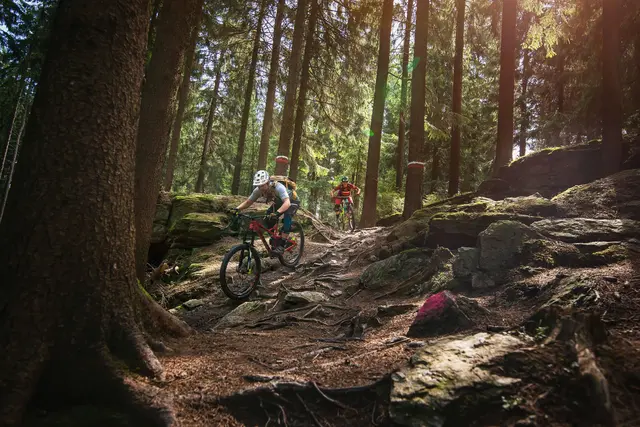 Mountainbiker fahren über einen wurzeligen Trail zwischen hohen Bäumen.