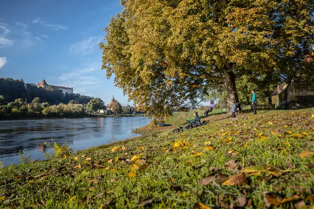 Radgäste rasten unter einem großen Baum am herbstlichen Elbufer.